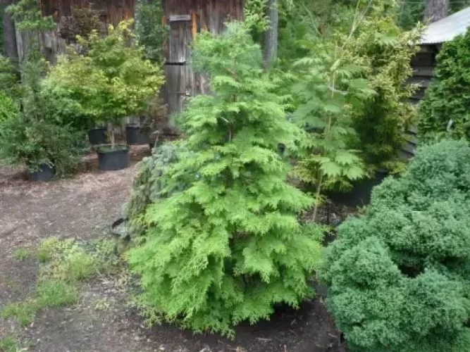 Hinoki False Cypress Lacey