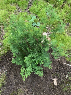 Hinoki False Cypress Oregon Crested
