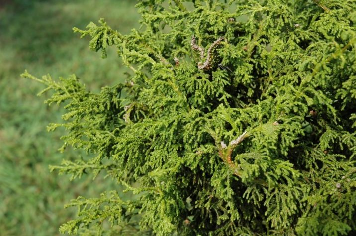 Hinoki False Cypress Rashamiba