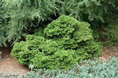 Hinoki False Cypress 'Repens'