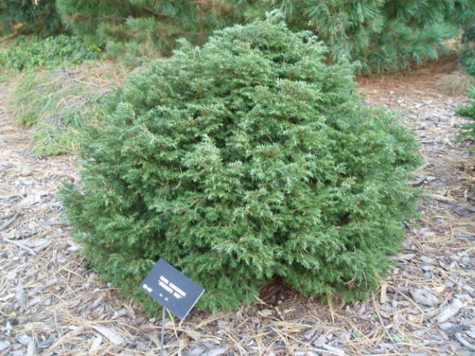 Canadian Hemlock, Eastern Hemlock Stewarts Gem