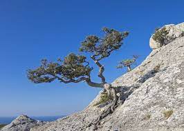 Crimean pine