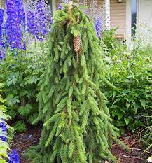 Inversa Norway Spruce Inversa