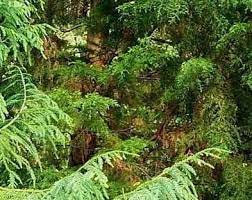 Taiwan Cryptomeria, Formosan Redwood
