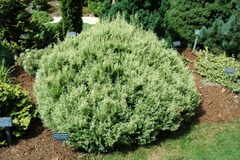 Sawara False Cypress, Boulevard Cypress, Blue Moss Cypress 'White Pygmy'
