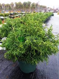 Hinoki False Cypress Lycopodioides