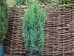 Chinese Juniper Pyramidalis