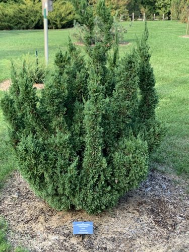 Chinese Juniper Ames