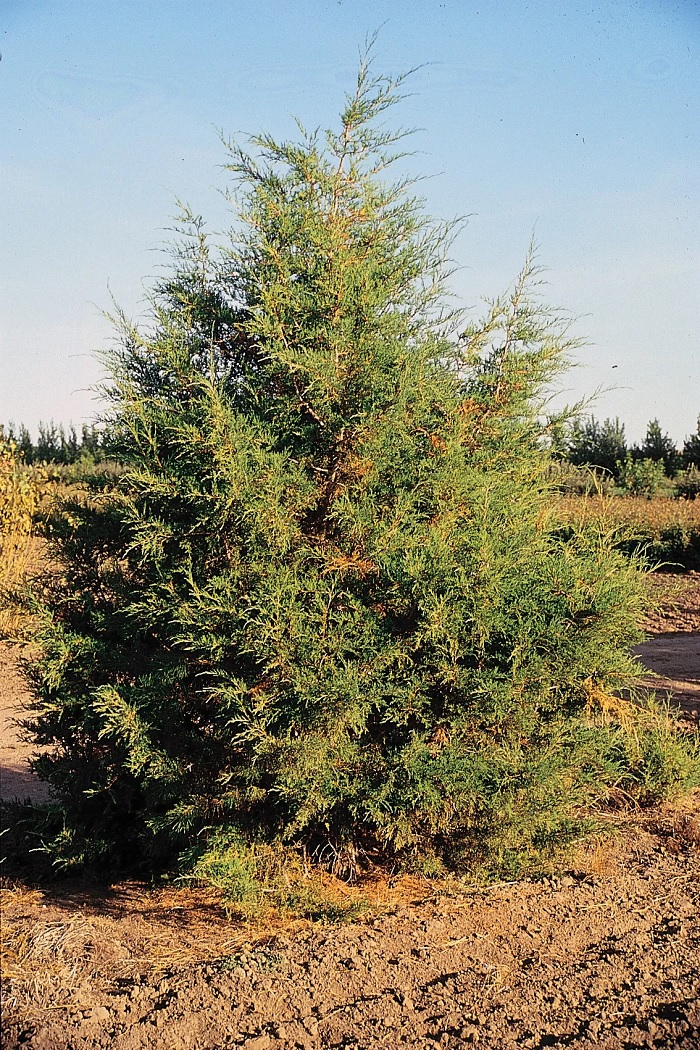 Rocky Mountain Juniper Admiral