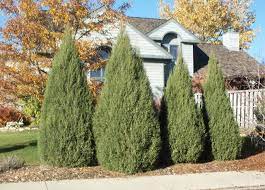 Rocky Mountain Juniper Cologreen