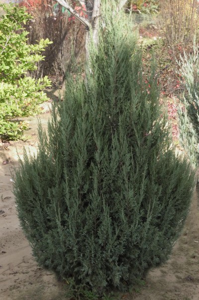Rocky Mountain Juniper Welchii