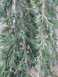 Atlas Cedar Beacon Hill