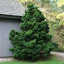 Hinoki false cypress