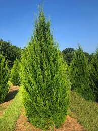 Red Cedar Juniper, Eastern Red Cedar Brodie