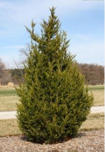 Chinese Juniper Perfecta