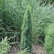Common Juniper Pencil Point