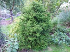 Hinoki False Cypress 'Torulosa Nana'
