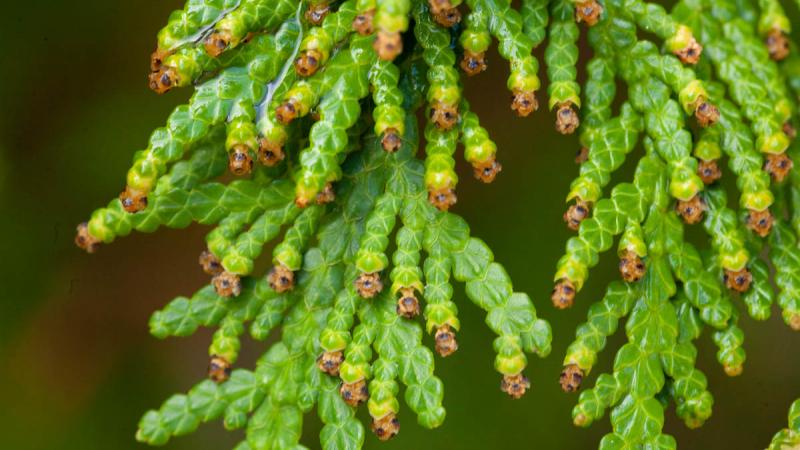 Eastern White Cedar Whitewater
