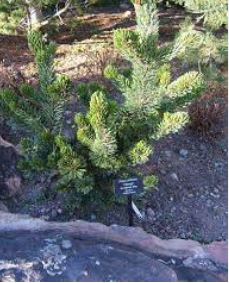 Grumpy Bristlecone Pine Grumpy