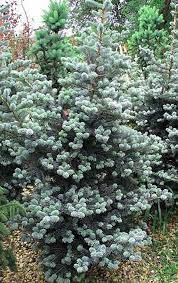 Korean Fir Glauca