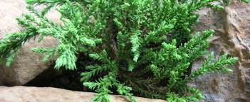 Miniature Sequoia, Miniature Giant Redwood Blauer Eichzwerg