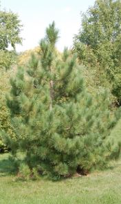 Red Pine, Norway Pine Pendula