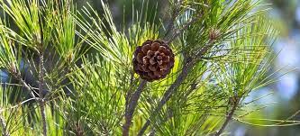 Corsican pine