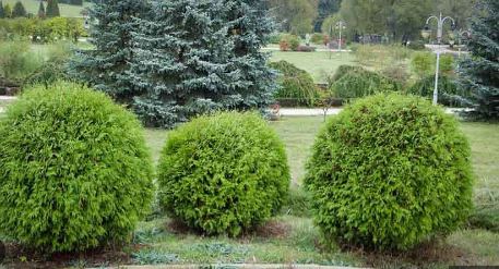 White Cedar, Eastern Arborvitae, American Arborvitae Danica