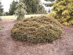 White Cedar, Eastern Arborvitae, American Arborvitae Umbraculifera