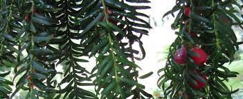 Yew, English Yew Dovastoniana Pendula
