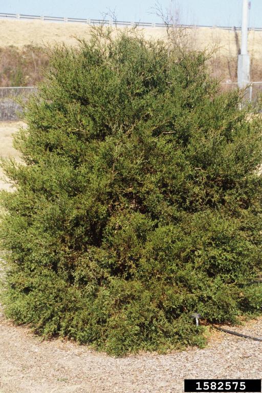 Atlantic White Cedar Rachel