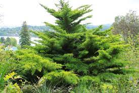 Monterey Cypress Fine Gold