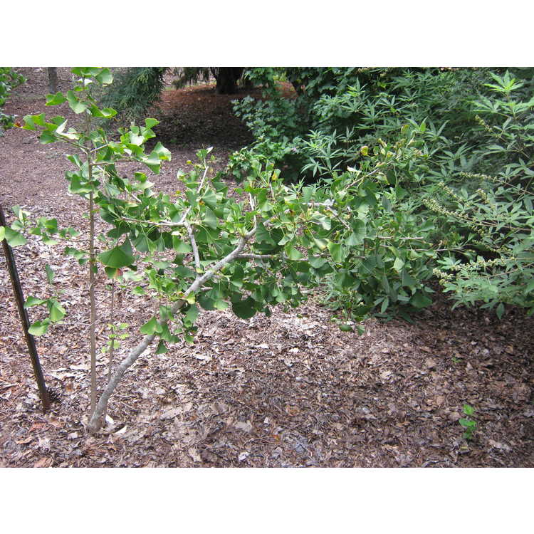 Ginkgo, Maidenhair Tree Mayfield