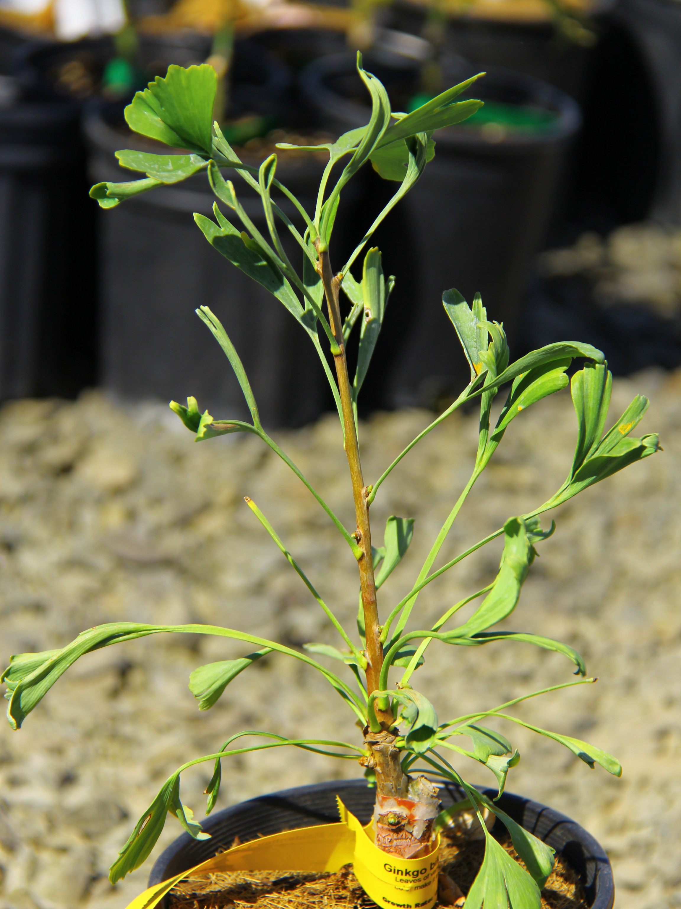 Ginkgo, Maidenhair Tree Thelma
