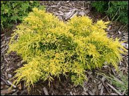 Chinese Juniper Gold Lace