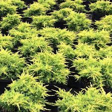 Chinese Juniper Gold Star