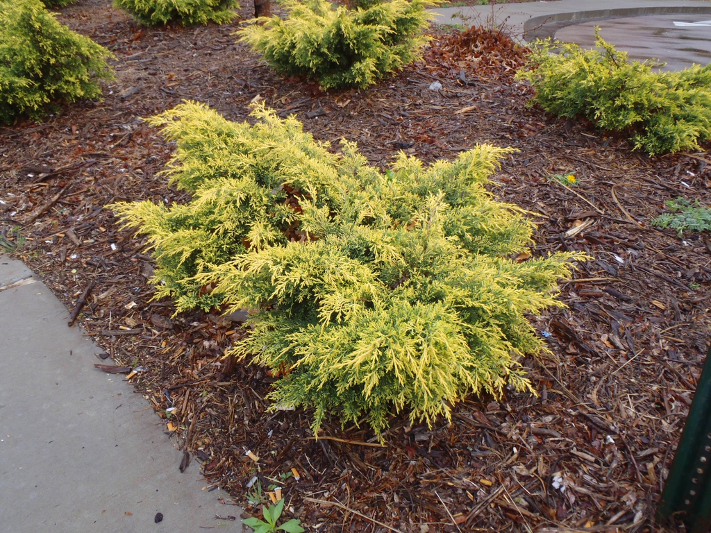 Chinese Juniper Gold Tip