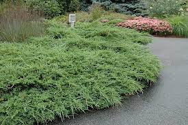 Chinese Juniper Sea Spray