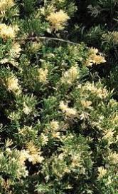 Parsons Juniper, Dahurian Juniper Expansa Variegata