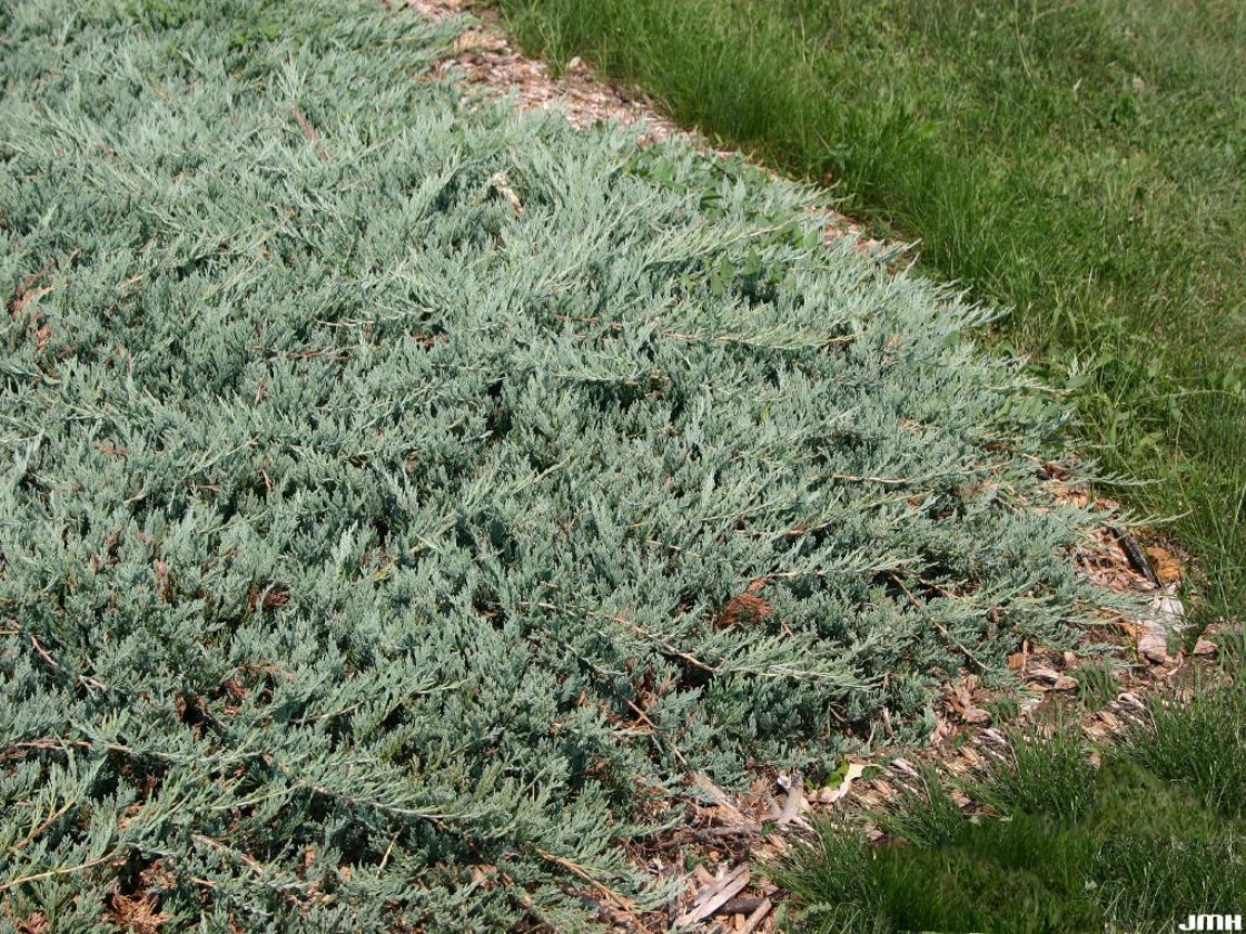 Creeping Juniper, Trailing Juniper, Creeping Cedar Hughes