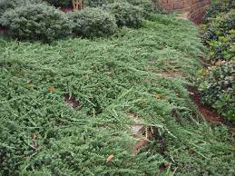 Creeping Juniper, Trailing Juniper, Creeping Cedar Plumosa Compacta