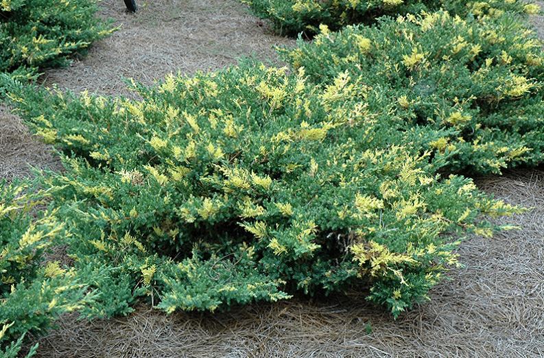Dwarf Japanese Garden Juniper Variegata
