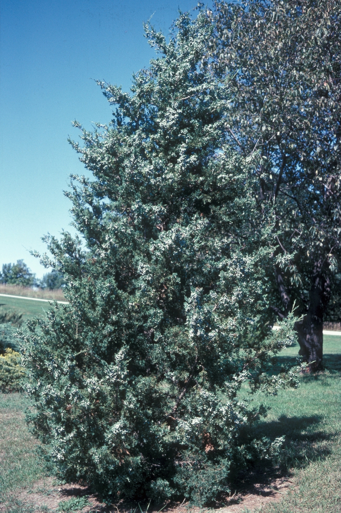 Red Cedar Juniper, Eastern Red Cedar Manhattan Blue