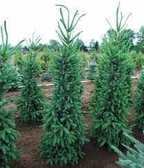 Dwarf Norway Spruce Cupressina