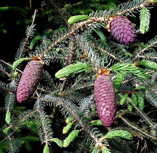 Likiang Spruce Purpurea