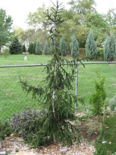 Caucasian Spruce, Oriental Spruce Pendula