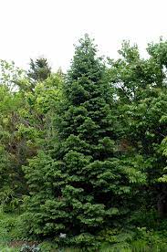 Wilsons Spruce