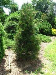 Lacebark Pine 'Dwarf Fairway'