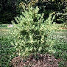 Japanese Red Pine Burkes Red Variegated