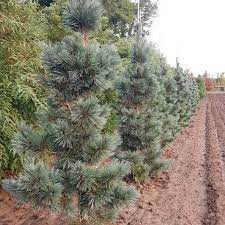 Limber Pine Extra Blue